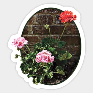 Pink and Red Geraniums Against Brick Sticker